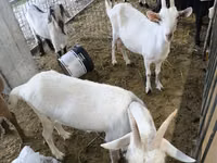 Ziege, Saanen goat — Foto 3
