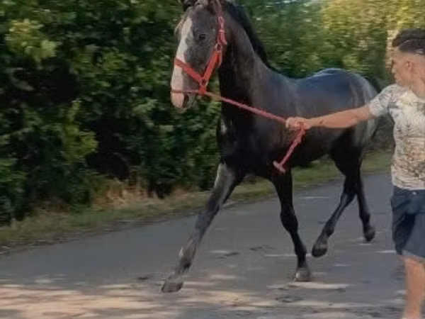 Caballo, Lipizzaner