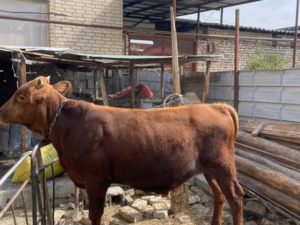 公牛, Cattle — 乌兹别克斯坦