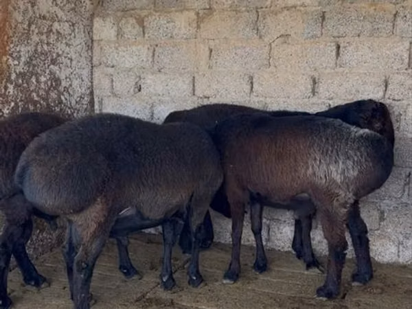 كبش, الأغنام — أوزبكستان