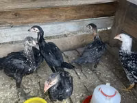 Chickens — Foto 2