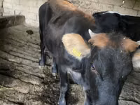 公牛, Russian Black pied cattle — 照片 2