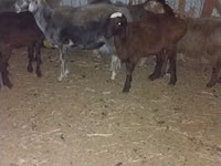 Goat, Goats — photo 6