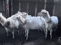 Ziege, Saanen goat — Foto 2