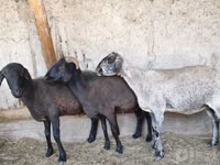 Ram, Sheep — photo 7