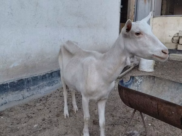 عنزة, Saanen goat — كازاخستان