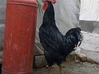 Chickens — الصورة 2