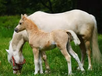 Caballos (lote, sexo no especificado), Shetland Pony — foto 3