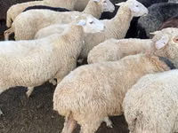 عنزة, الماعز — الصورة 4