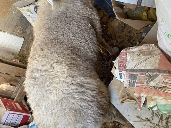 كبش, الأغنام — كازاخستان