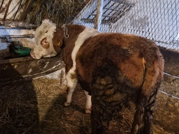 Toro, Simmental cattle