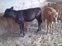 母牛, Cattle — 照片 1
