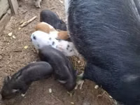 Schweine (Partie, Geschlecht nicht angegeben) — Foto 3
