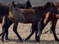 Stute, Kazakh horse — Foto 4