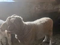 Кочкор, Койлор — сүрөт 3
