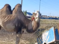 Kamelstute, Kazakh Bactrian camel — Foto 1