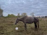 Toychoq, Horse breed — 2-rasm