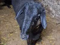 Ram, Sheep — photo 2