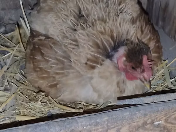 Chickens