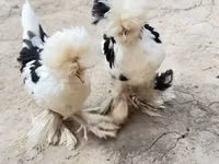 Chickens — 7-rasm