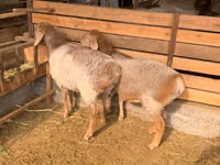 Oveja, Hissar sheep — foto 3
