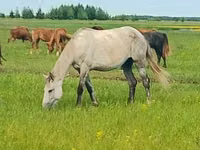 Yegua, Arabian horse — foto 2