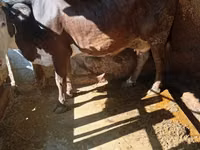 母牛, Cattle — 照片 2