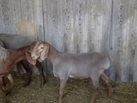 Schaf, Arashan sheep — Foto 1