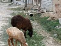 Sheep, Sheep — photo 1