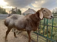 Carnero, Arashan sheep — foto 5