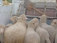 Schaf, Merino sheep — Foto 4
