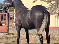 घोड़ा, Lipizzaner — फ़ोटो 4