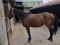 فرس, Thoroughbred horse — الصورة 2