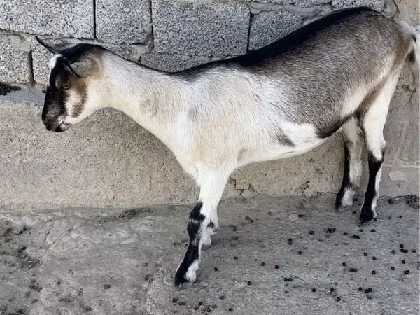 母山羊, Alpine goat — 哈萨克斯坦