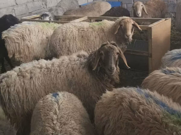 Schaf, Schafe