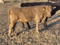ثور, Simmental cattle — الصورة 7