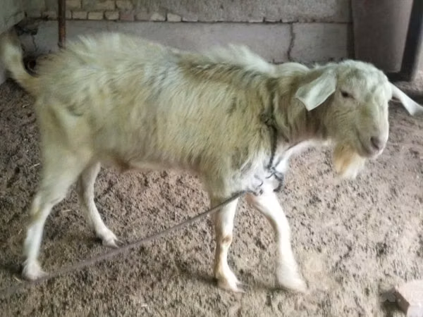 Ziege, Irish goat