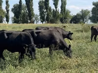 Уй, Абердин – ангус тукуму — сүрөт 2