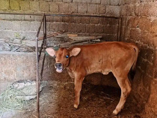 公牛, Swiss cattle — 乌兹别克斯坦