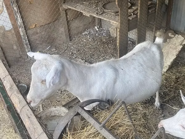 Cabra, Saanen goat