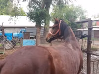 حصان, Arabian horse — الصورة 1