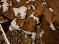 Bulle, Simmental cattle — Foto 1
