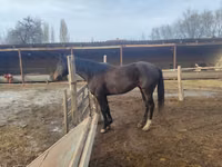 Hengst, Thoroughbred horse — Foto 4