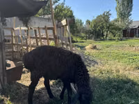 Carnero, Arashan sheep — foto 3