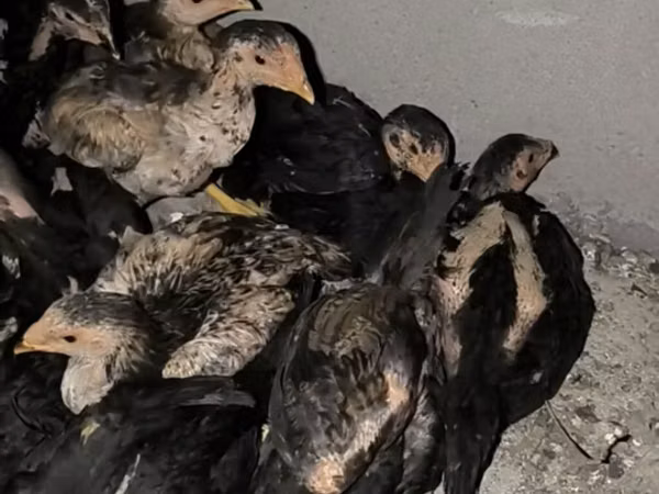 Chickens — Kirgisistan