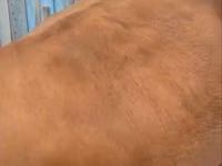 गाय, Latvian Blue cattle — फ़ोटो 3