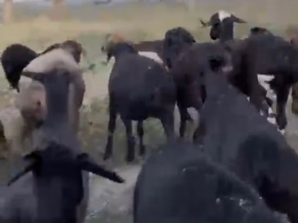 母山羊, Goats — 哈萨克斯坦