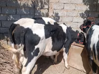गाय, Russian Black pied cattle — फ़ोटो 2