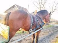 حصان, Nonius horse — الصورة 8