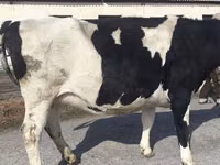 Kuh, Russian Black pied cattle — Foto 7